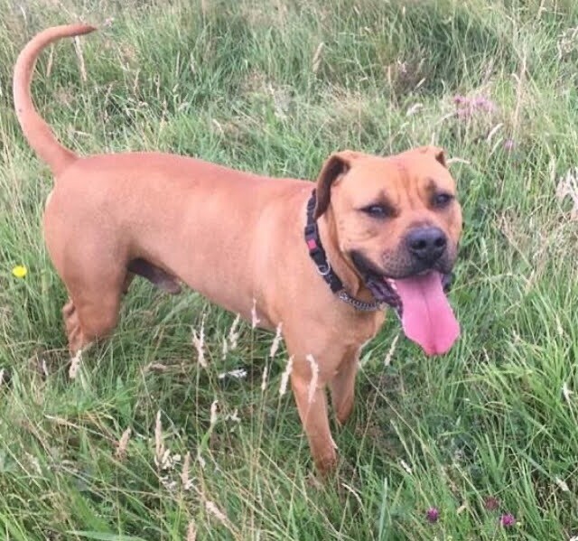 gumtree ridgeback